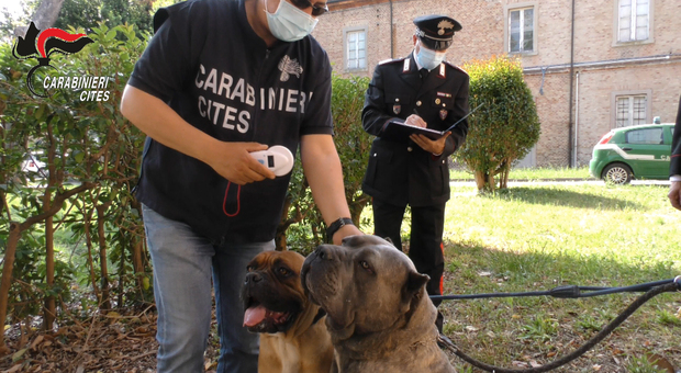 Traffico di cuccioli di cane di razza e maltrattamenti: raffica di denunce a veterinari e allevatori