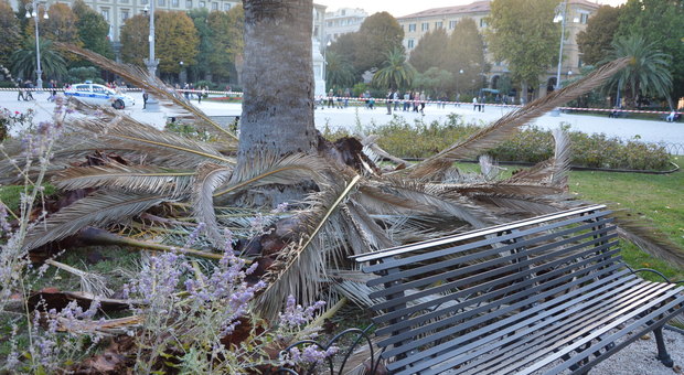 La palma crollata in piazza Cavour