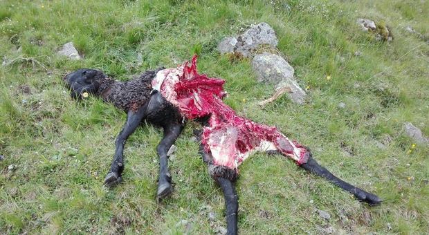 Assalto di lupi a cinquanta metri da una casa: uccise otto pecore