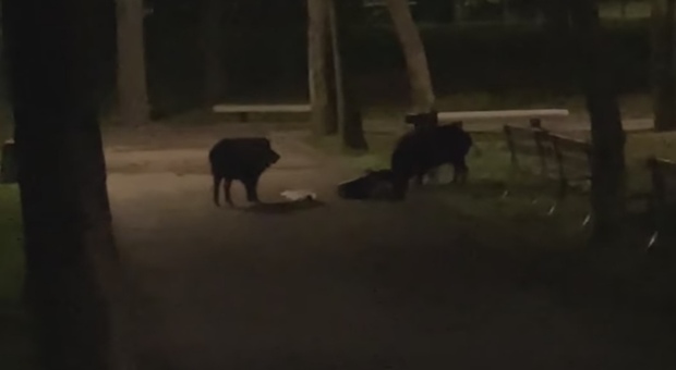 Il pic nic notturno dei cinghiali nel parco in centro: scavano e rovistano nei cestini della spazzatura