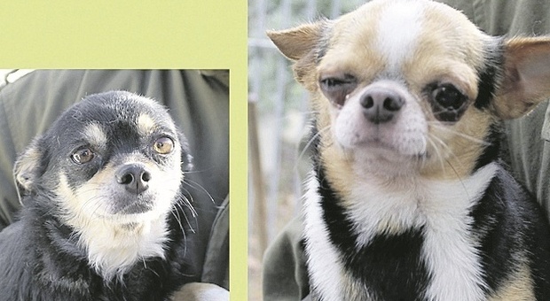 Chihuahua cercano casa: si possono scegliere su WhatsApp i 78 cagnolini salvati dall'allevamento