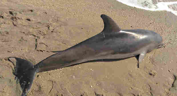 Il delfino trovato morto sulla spiaggia
