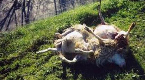 I lupi assalgono un allevamento Il conto sale a 130 pecore uccise