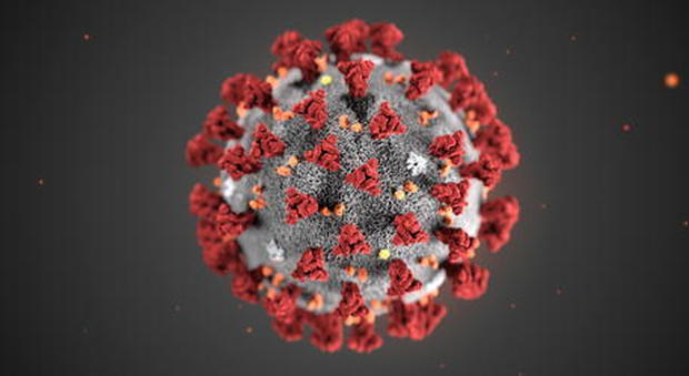 Coronavirus, dalla "A" di antivirali alla Z di "Zibetto": l'alfabeto del virus