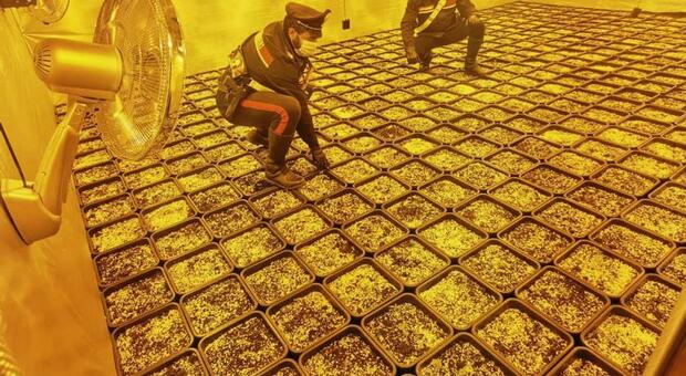 Ascoli, nel casolare abbandonato serra con 1.500 piante di marijuana: arrestato un 30enne