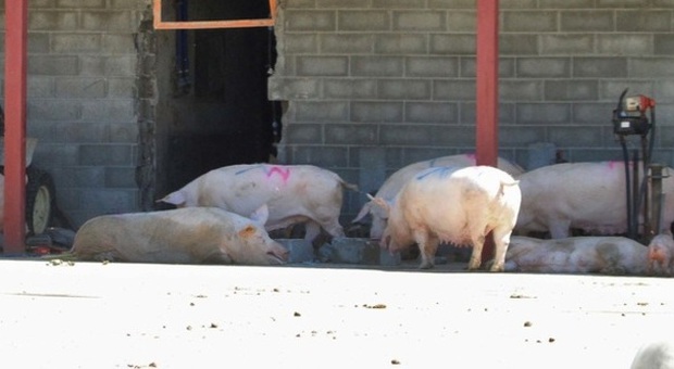 Loro Piceno, allevamento di maiali Scattano rimozione e bonifica della zona