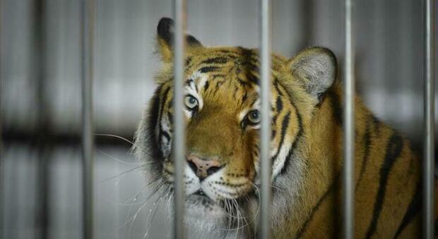 Tigre fugge dal circo e uccide un pony: catturata e riportata in gabbia