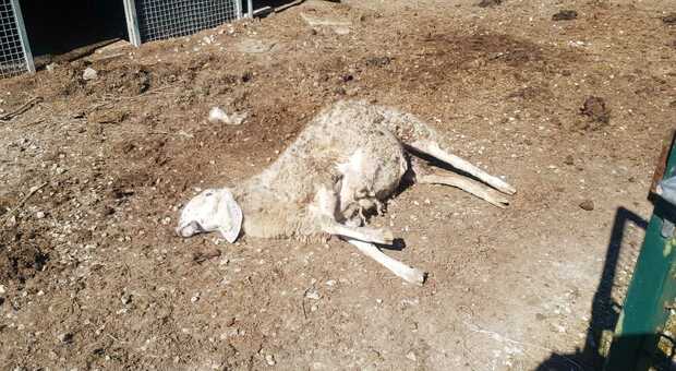 Lupi scatenati anche di giorno: pecore e oche uccise tra Camerano e il Coppo