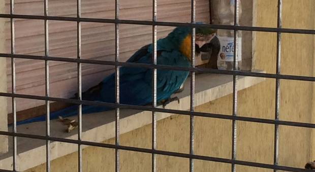 Franky in gabbia dopo le minacce Il web si mobilita per il pappagallo