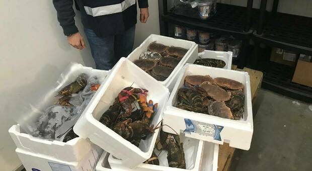 Blitz della Guardia costiera in tre noti ristoranti a Civitanova, sequestrati 23 chili di pesce non tracciato