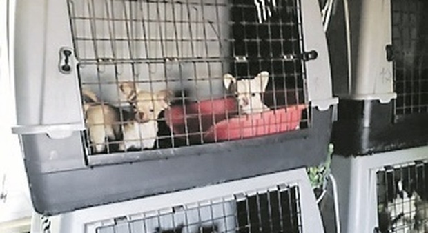 Epidemia nell'allevamento, strage di cani: «È un'emergenza, intervenga il Ministero»