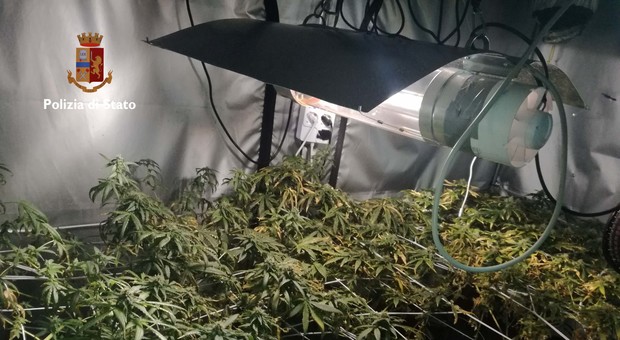 Due serre indoor e un chilo di marijuana in casa: arrestato giovane di 28 anni