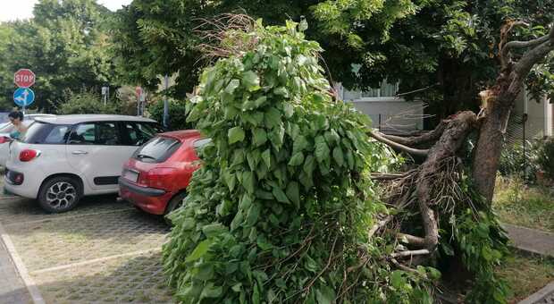 Choc al parcheggio: l albero si spezza e crolla su un auto (per fortuna non c'era nessuno)