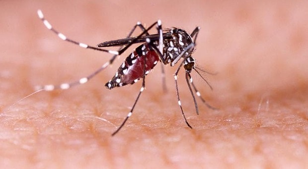 Caso sospetto di febbre dengue a Monza, avviata urgente disinfestazione.