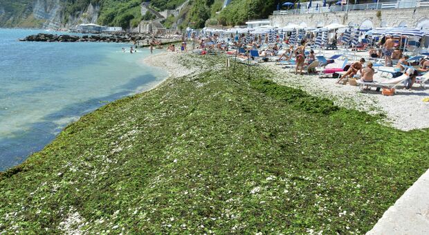 L'invasione di alghe al Passetto
