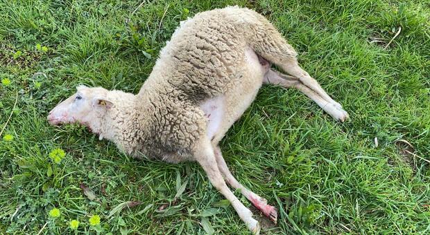 Pecore e capre sbranate dai lupi anche nelle corti private: scatta l'allarme