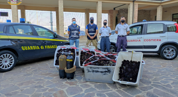 In trasferta dalla Puglia per pescare di frodo ricci di mare: in 6 ne avevano 12mila, maxi multa e sequestri