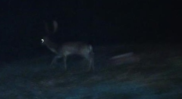 Un cervo in autostrada Terrore ieri notte sulla A14