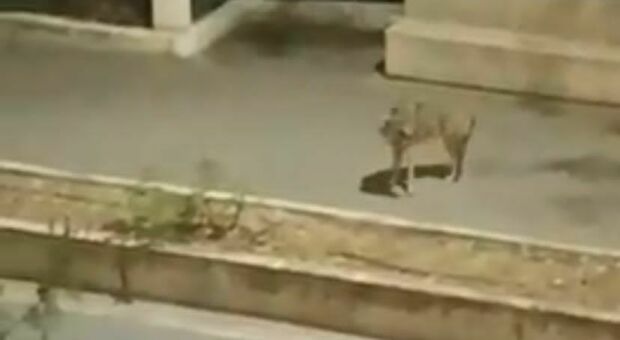 «Un lupo si muove lungo viale Trieste». Il video in un attimo diventa virale sul web