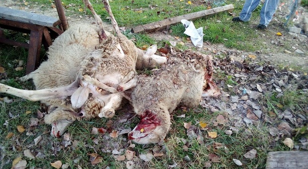 Jesi, i lupi entrano nel recinto e sgozzano tre pecore: l'assalto a pochi metri dalle case con i bambini