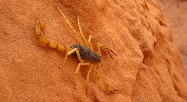 La piaga degli scorpioni, oltre 500 persone morse dagli animali spinti dal cambiamento climatico