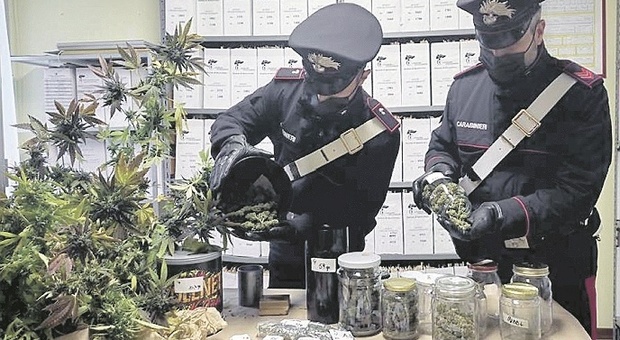 Hashish e marijuana in casa, piante di un metro mezzo nel giardino sul retro: arrestato operaio 24enne