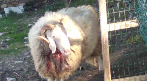 Strage di pecore nella notte alle porte di Castelfidardo: sos allevamenti