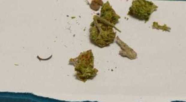 Alcune infiorescenze di cannabis sequestrate