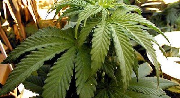 In casa 30 piante di marijuana e l'essiccatoio: nei guai una vecchia conoscenza