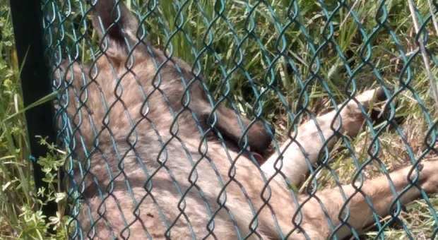 Tavullia, lupo catturato da un laccio vicino alla pista del Dottore: i volontari lo salvano e lo battezzano Valentino Rossi