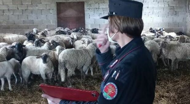 Irruzione dei carabinieri forestali: multa per un allevamento abusivo di ovini
