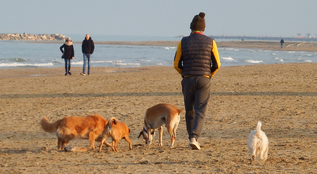 Da giovedì passeggiate con i cani vietate in spiaggia