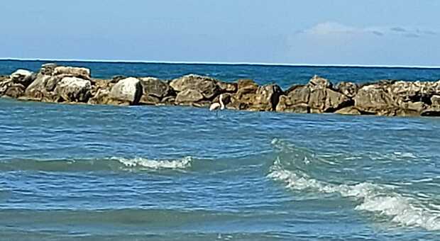 Sorpresa sulla spiaggia di Pesaro: fa il bagno un fenicottero rosa
