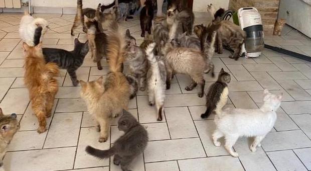Trecastelli, settanta gatti denutriti e immersi nel degrado: animali sequestrati, proprietaria indagata per maltrattamenti