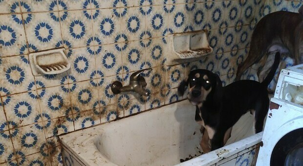 Bologna: tiene 36 cani e gatti in casa nella sporcizia, decine di carcasse scoperte in freezer, denunciata