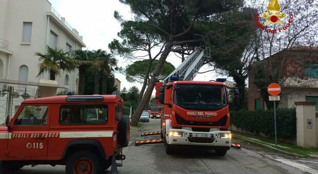 Allarme per gli alberi pericolanti: un pino si abbatte sul tetto di una casa a Senigallia