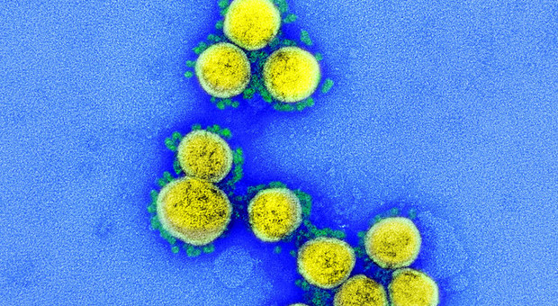 Coronavirus, la ricerca: «Può resistere nell'aria fino a 16 ore. Particelle più infettive della Sars»