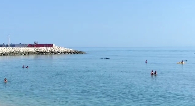In delfini in mare a Civitanova