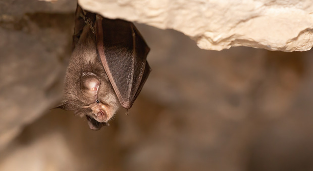 Nei pipistrelli del Laos virus simili al Covid: «Infettano gli umani». La scoperta dei ricercatori