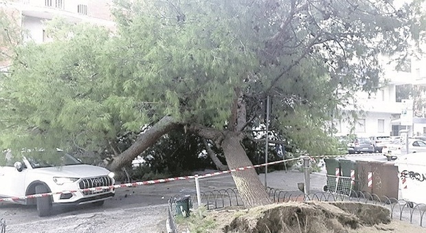 Crolla un pino alto più di dieci metri: strada chiusa poco prima, tutti salvi