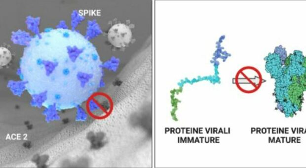 Nuova molecola contro il Covid-19 scoperta dall'Università di Urbino: ecco come inibisce il contagio e l'esplosione del virus