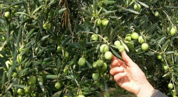 L oliva tenera ascolana c è ma non chi la raccoglie: ecco come si proverà a superare il problema