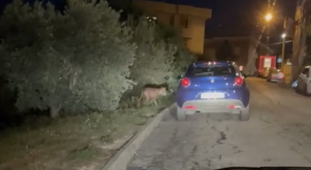 Attenti al lupo che si aggira a Torrette: filmato nel parchetto a due passi dalle case