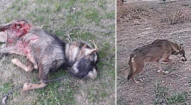 I lupi nelle campagne di Civitanova. Trovati morti cani di piccola taglia
