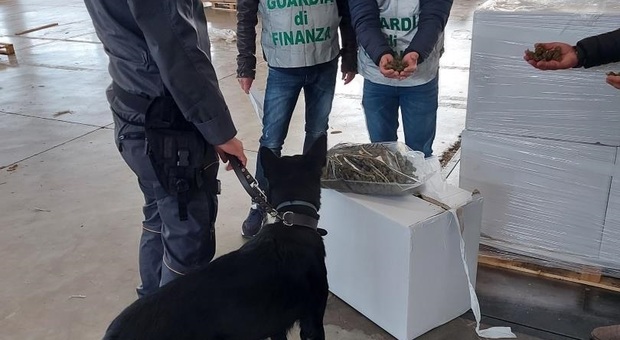 Marijuana dalle Marche a tutta Italia: arresti e denunce. Sequestrata una tonnellata e mezza di canapa: vale quasi otto milioni