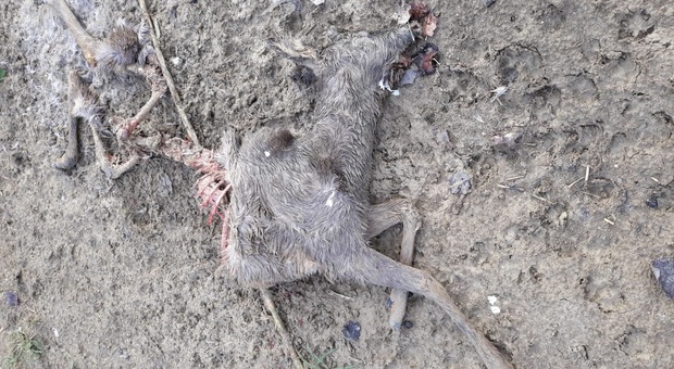 Senigallia, carcassa di capriolo sbranato dai lupi: cresce la preoccupazione