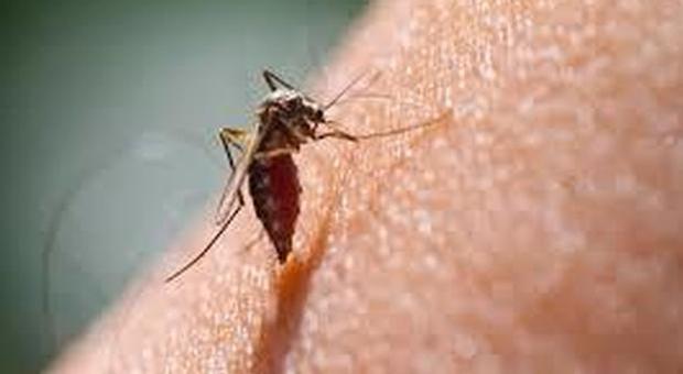 Le zanzare pungono chi ha il sangue più dolce, ecco il motivo