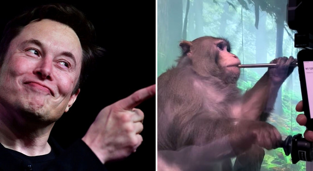 Bufera su Musk: «Scimmie morte per i test di Neuralink»: arriva la conferma dell'azienda