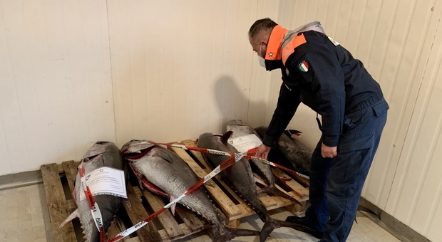 Pesca illecita di tonno rosso con sequestro di 200 chili: pesante multe al comandante