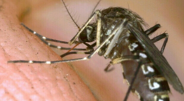 Attenti alla zanzara coreana, resiste al freddo, è potenziata. Gli esperti marchigiani: «È possibile e probabile che arrivi anche qui»